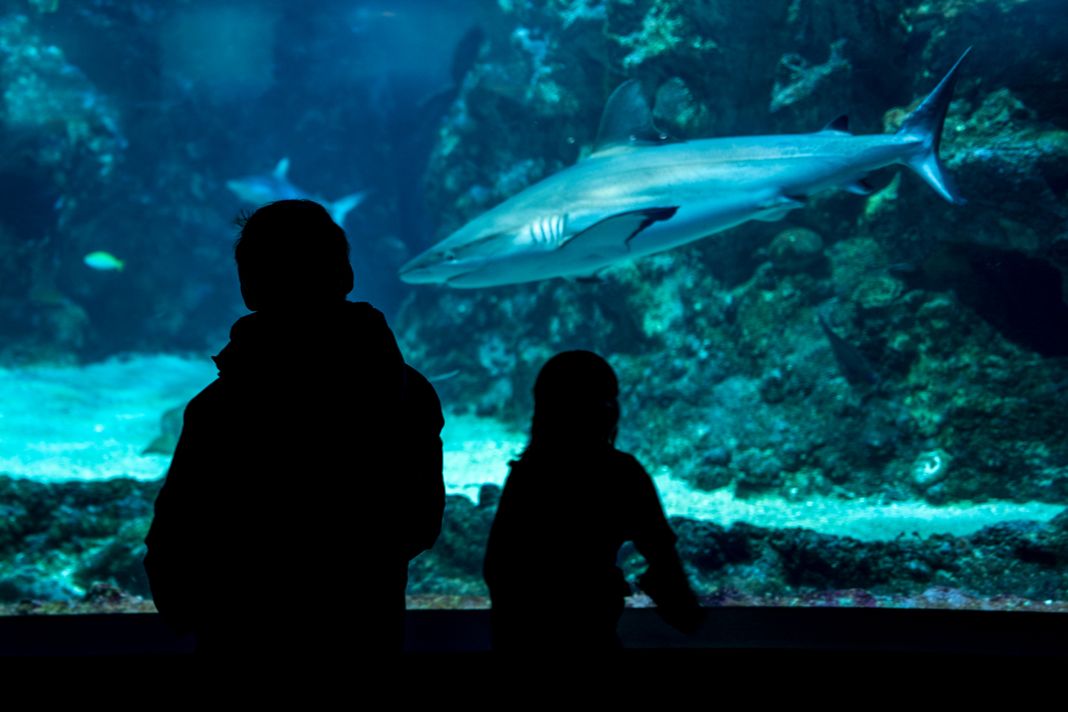Océanopolis - Aquarium Brest