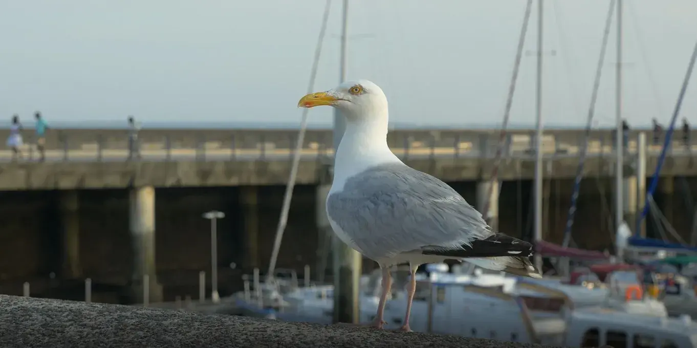 un goéland au port de commerce 