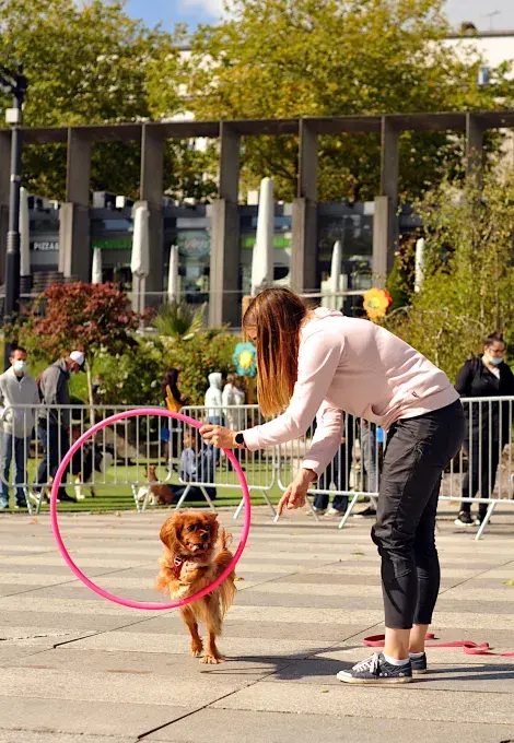 Un chien saute dans un cerceau.