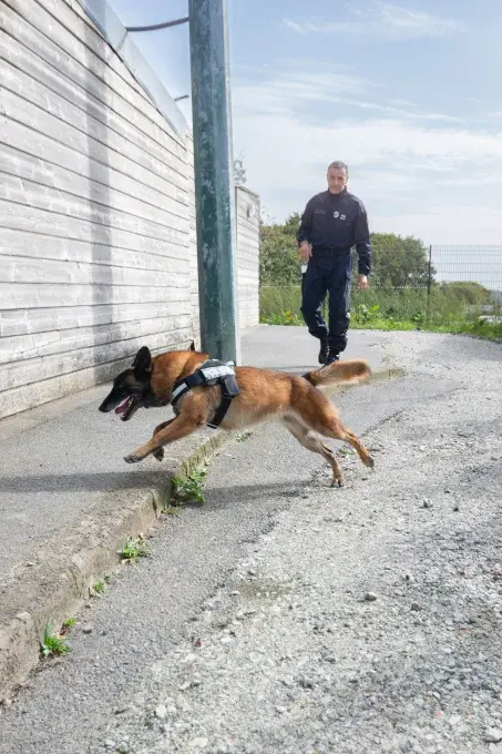 Un chien policier qui court.