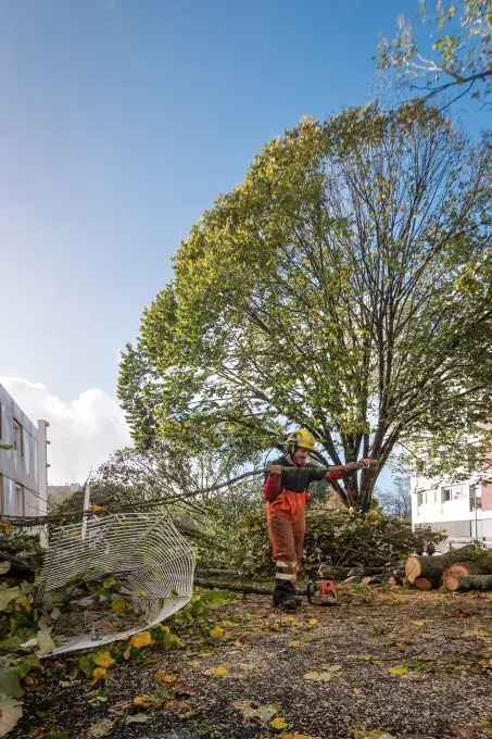 Un travailleur déblaie des arbres.