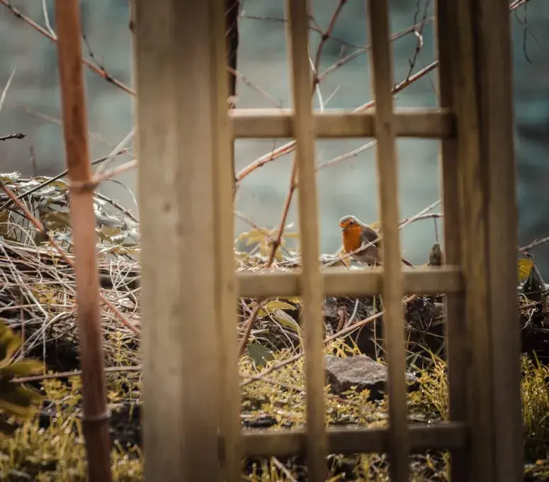 Un oiseau dans un jardin.