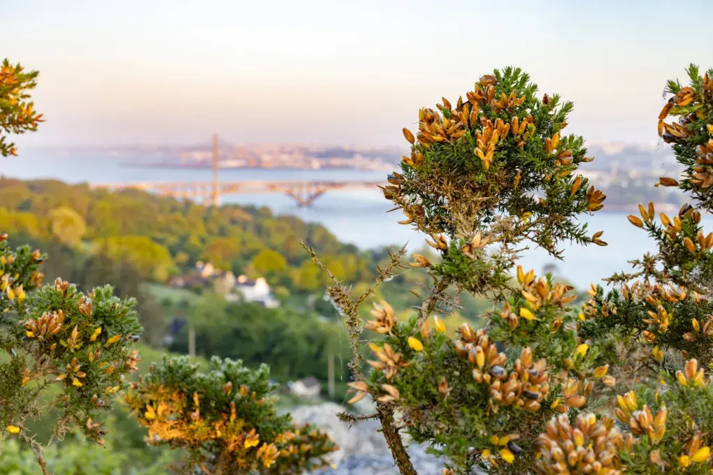 vue de Brest avec de la végétation