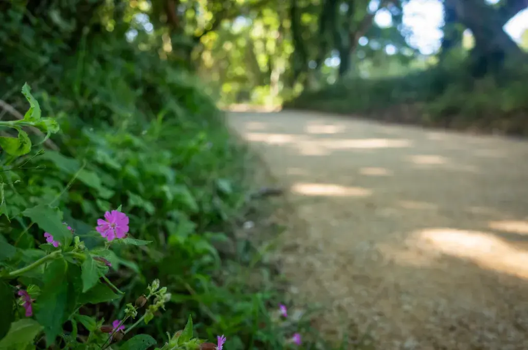 Une fleur en gros plan.