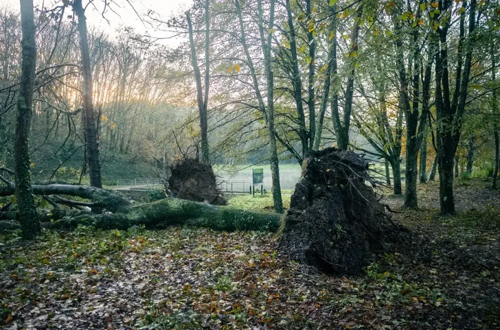 Un arbre déraciné suite à la tempête Ciaran 
