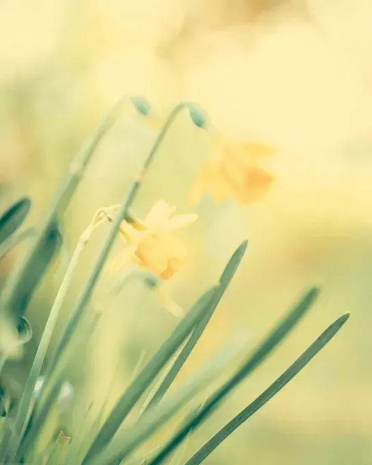 Des fleurs en gros plan.