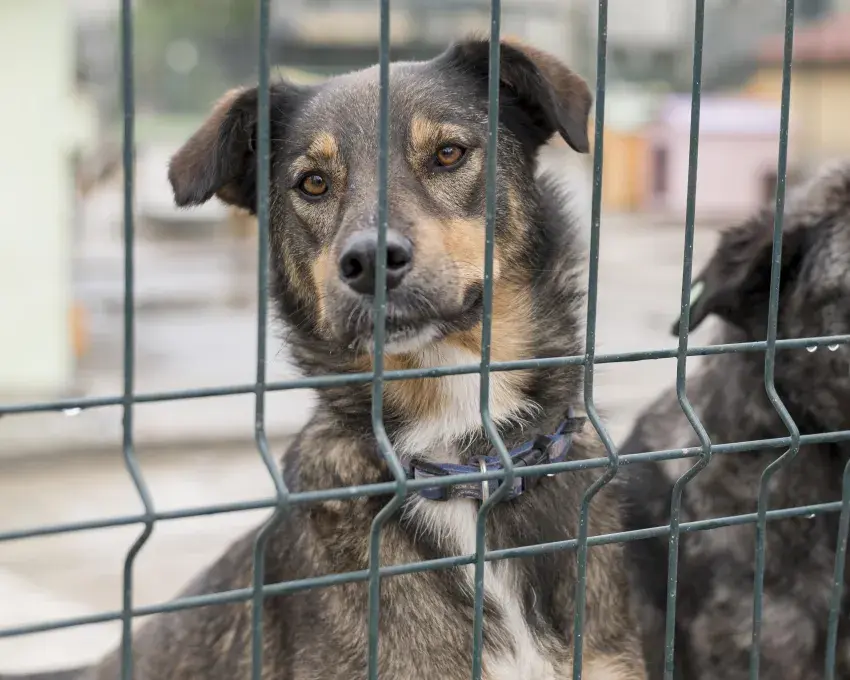 Un chien dans un box de refuge