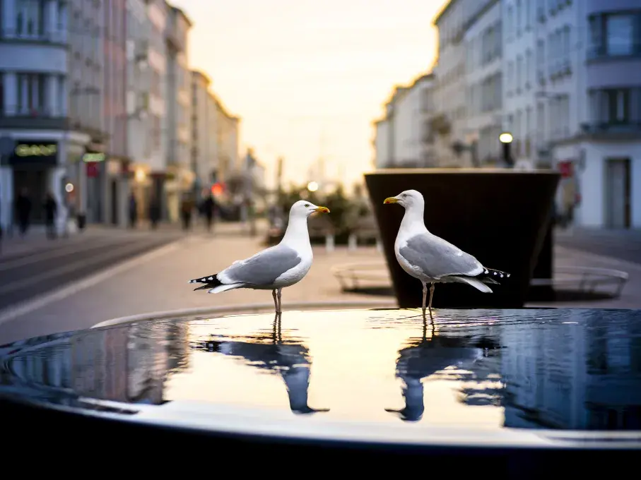 Deux goélands les pattes dans une fontaine de la rue de Siam