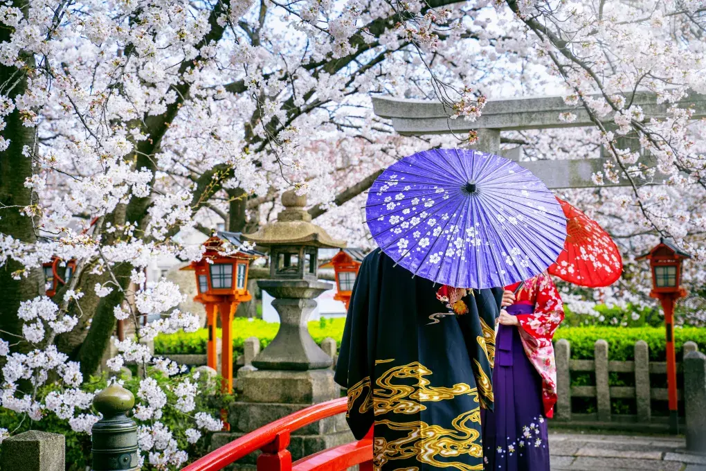 deux japonaises sous leurs ombrelles dans un jardin de cerisiers en fleurs