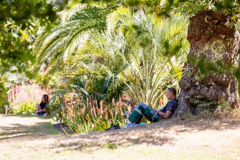 Un homme assis sous un arbre dans un parc
