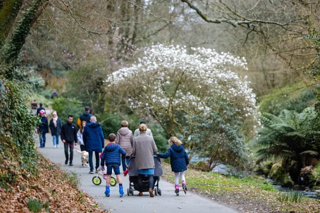 Floraison des magnolias au Stang Alar