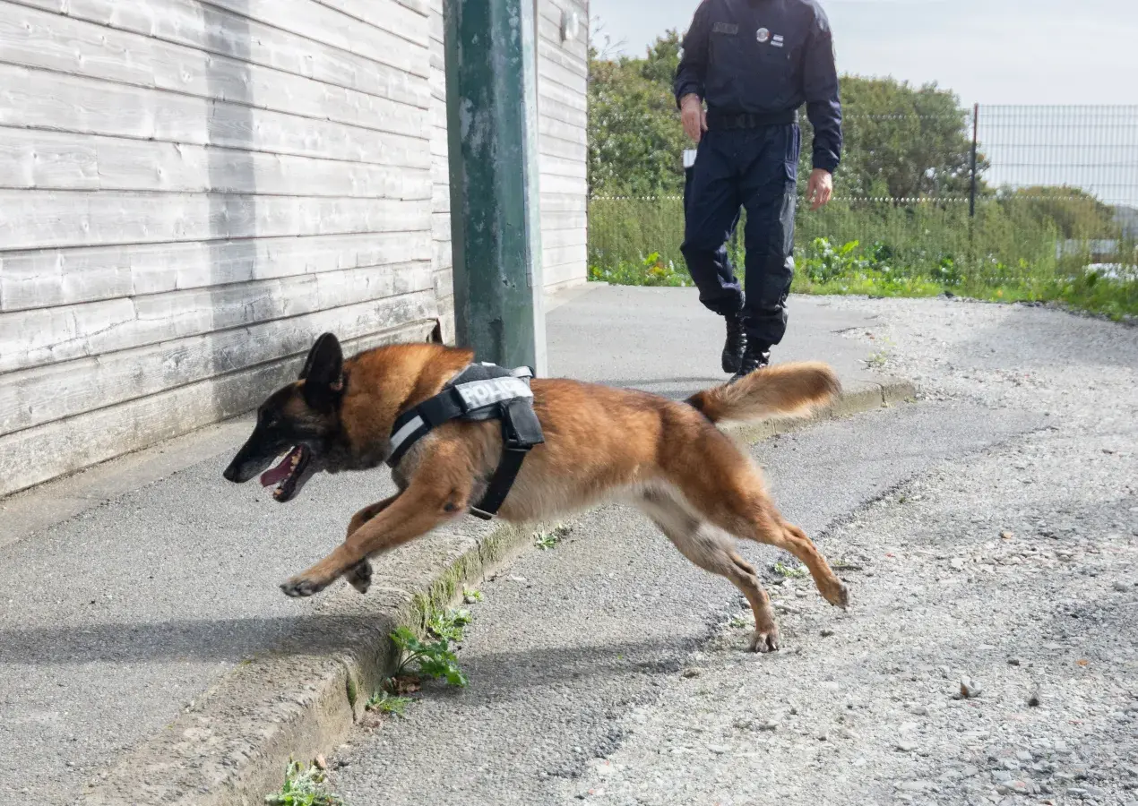 Un chien policier qui court.