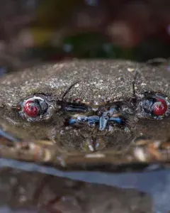 Sortie nature sur les rives de l’Elorn - Guipavas