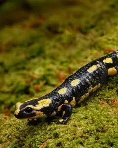A la découverte des salamandres