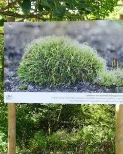 Exposition "Sortons les mousses de l'ombre !"