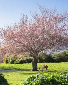 Rencontre : Y'a-t-il une sagesse des arbres ? Rencontre : Y'a-t-il une sagesse des arbres ?