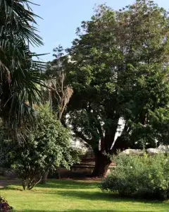 Visite guidée - Le jardin de l’hôpital Clermont-Tonnerre