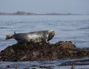Actu 2021 -  Deux programmes pour mieux connaître les phoques gris de la rade 