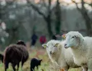 Actu 2022 -   Au cimetière de Kerfautras, brebis et moutons !