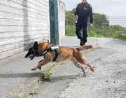 Un chien policier qui court.