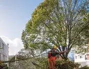 Un travailleur déblaie des arbres.