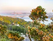 vue de Brest avec de la végétation