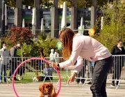 Un chien saute dans un cerceau.