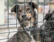 Un chien dans un box de refuge