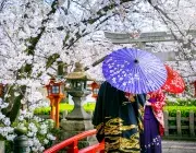 deux japonaises sous leurs ombrelles dans un jardin de cerisiers en fleurs