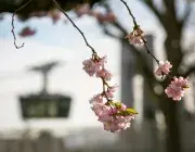 Un arbre avec des bourgeons et le téléphérique derrière.