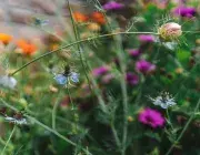 Des fleurs dans ma rue : le fleurissement de la ville pour tous
