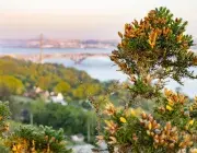 vue de Brest avec de la végétation