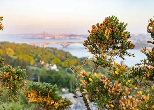 vue de Brest avec de la végétation