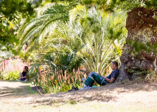 Un homme assis sous un arbre dans un parc