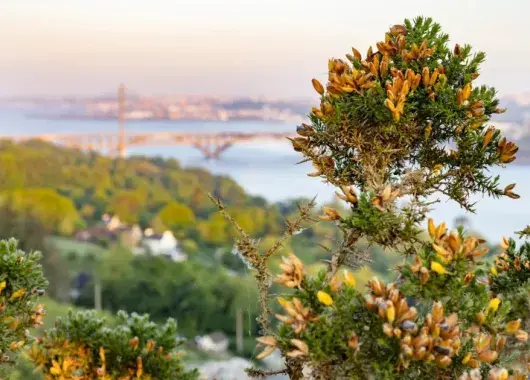vue de Brest avec de la végétation
