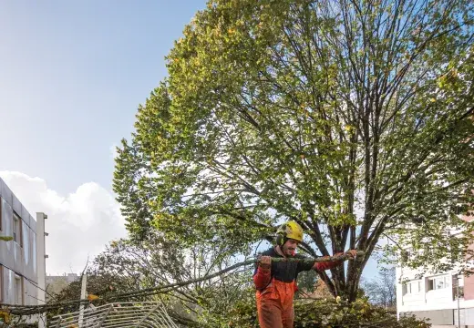 Un travailleur déblaie des arbres.