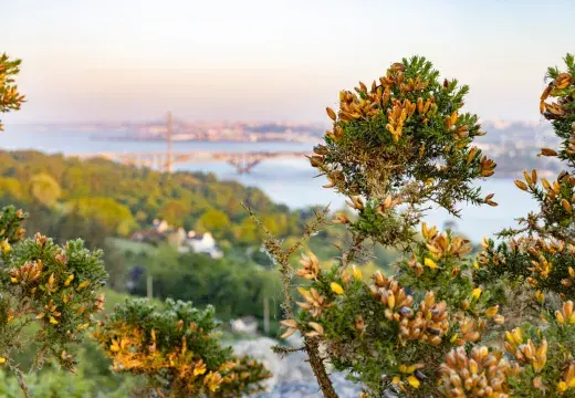 vue de Brest avec de la végétation