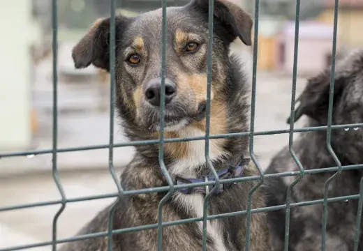 Un chien dans un box de refuge