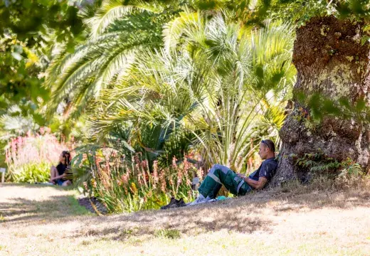 Un homme assis sous un arbre dans un parc