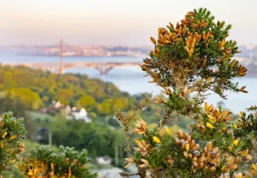 vue de Brest avec de la végétation
