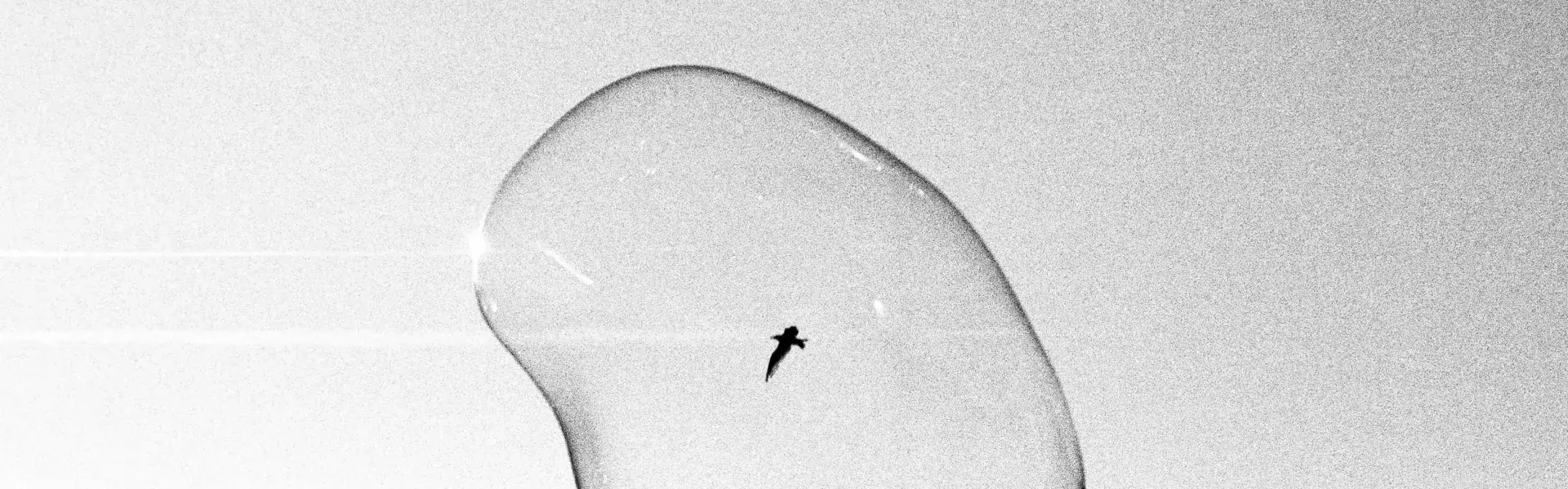 Photo of a seagull captured in a soap bubble