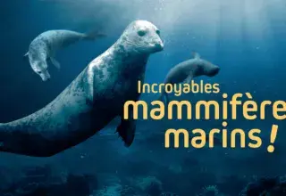 Incroyables mammifères marins