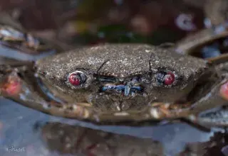 Sortie nature sur les rives de l’Elorn - Guipavas