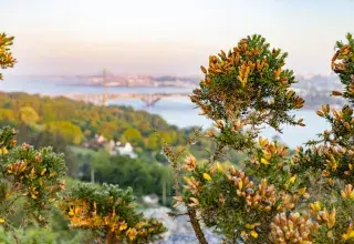 vue de Brest avec de la végétation
