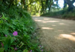 Une fleur en gros plan.