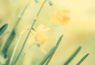 Des fleurs en gros plan.