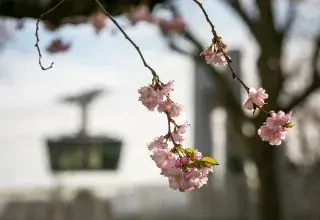 Un arbre avec des bourgeons et le téléphérique derrière.