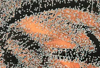 Point, à la ligne ...