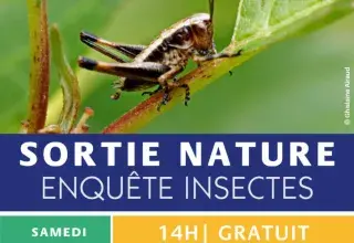 Sortie Nature : Enquête insecte
