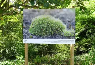 Exposition "Sortons les mousses de l'ombre !"